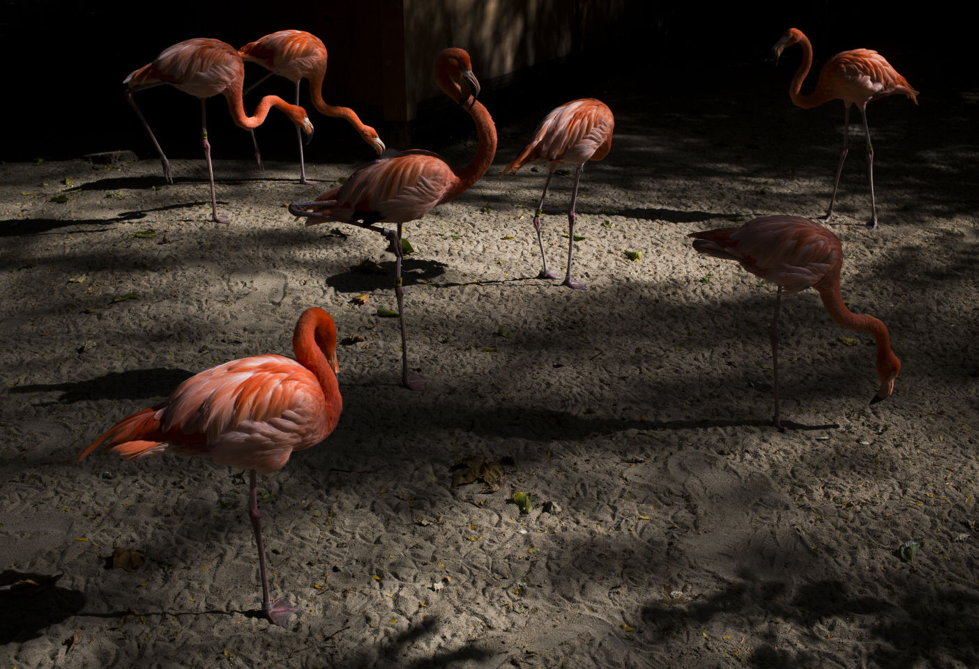Flamingos